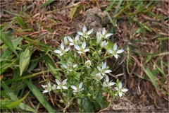 Swertia angustifolia var. pulchella